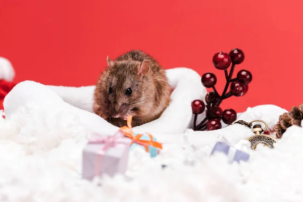Enfoque selectivo de la rata cerca de bayas rojas y regalos aislados en rojo - foto de stock
