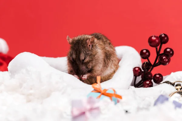 Selektiver Fokus der Maus in Weihnachtsmütze in der Nähe roter Beeren und Geschenke isoliert auf rotem Grund — Stockfoto