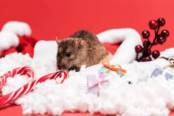 Selective focus of mouse in santa hat near sweet candy canes and gifts isolated on red — Stock Photo