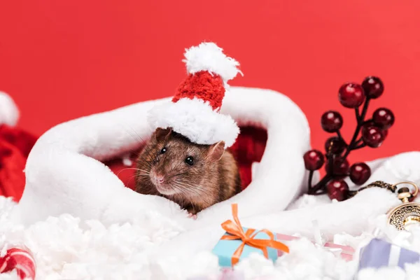 Selektiver Fokus der Ratte in kleiner Weihnachtsmütze in der Nähe von Geschenken isoliert auf rot — Stockfoto