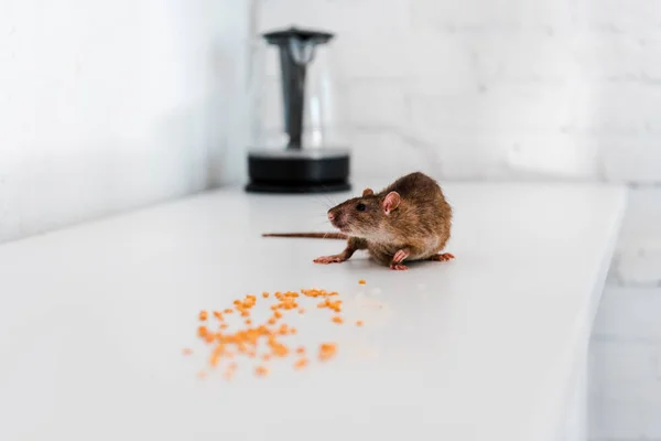 Selective focus of small rat near uncooked peas on table — Stock Photo