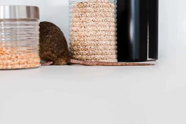 Selective focus of rat near jars with uncooked cereals on table — Stock Photo