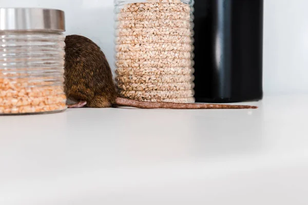 Selective focus of small rat near jars with uncooked cereals on table — Stock Photo