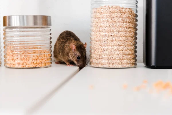 Foco seletivo de pequeno rato perto de jarros com ervilhas e cevada em jarros — Fotografia de Stock