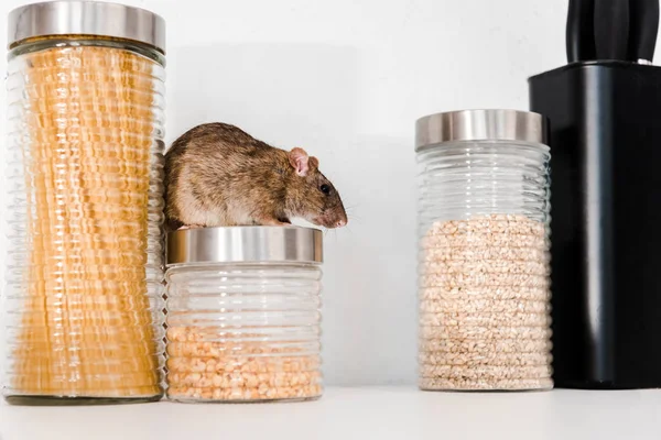 Selective focus of small rat on jar with peas near barley and pasta — Stock Photo