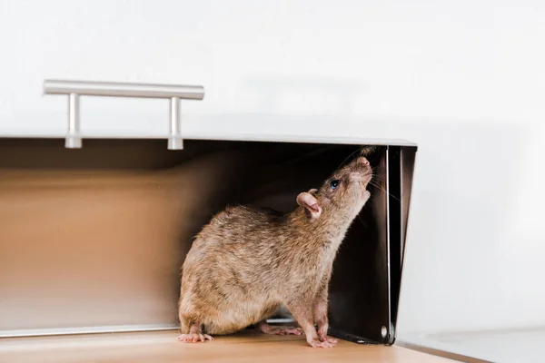 Little rat in bread box in kitchen — Stock Photo