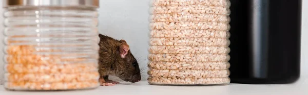 Panoramic shot of small rat near jars with peas and barley in jars — Stock Photo