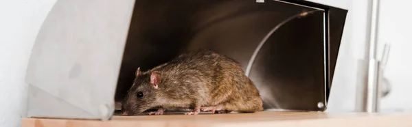 Panoramic shot of small rat in bread box in kitchen — Stock Photo