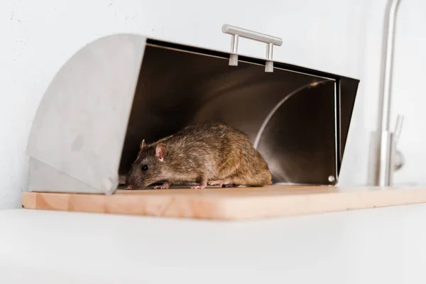 Selective focus of small rat in bread box in kitchen — Stock Photo