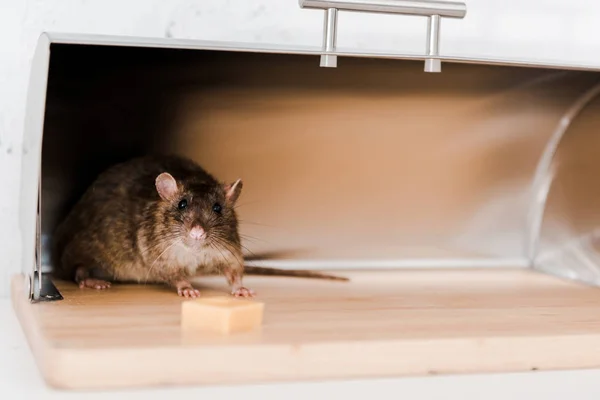 Selective focus of little mouse in bread box near cube of cheese in kitchen — Stock Photo