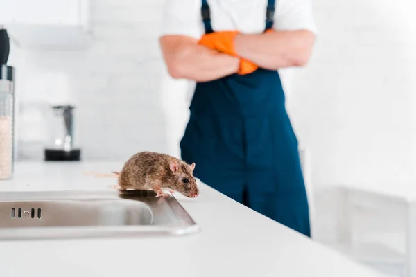 Foyer sélectif du petit rat près de l'évier et de l'homme aux bras croisés — Photo de stock
