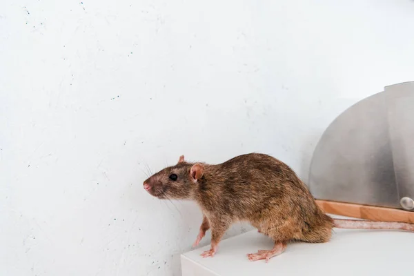 Kleine Ratte auf weißem Tisch neben Brotdose und Wand in der Küche — Stockfoto