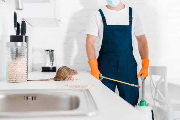 Cropped view of man holding toxic equipment with spray near rat in kitchen — Stock Photo