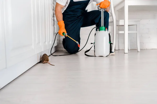 Cropped view of man in uniform holding toxic equipment with spray near rat in kitchen — Stock Photo