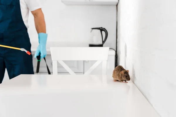 Vista cortada do homem segurando spray tóxico perto de rato na mesa — Fotografia de Stock