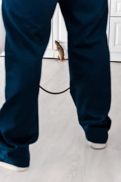 Vista recortada del hombre de pie cerca de rata en la cocina - foto de stock