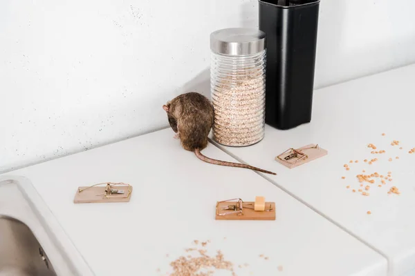 Selective focus of small rat near glass jar with barley and mousetraps — Stock Photo