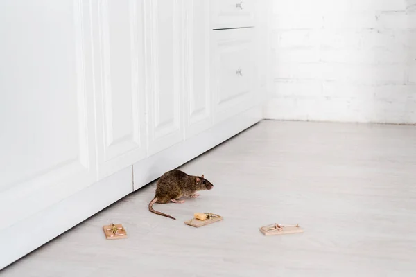 Rata pequeña cerca de ratoneras de madera y cubo de queso en el suelo - foto de stock