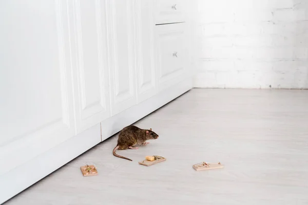 Ratto vicino a trappole per topi in legno e cubo di formaggio sul pavimento — Foto stock