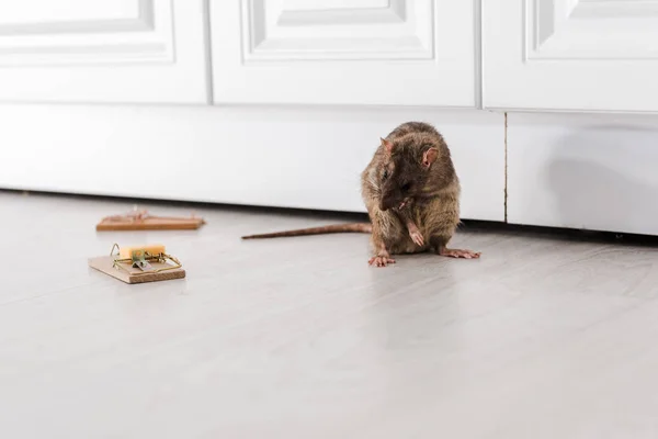 Крыса возле деревянных мышеловок с кубиком сыра на полу — стоковое фото
