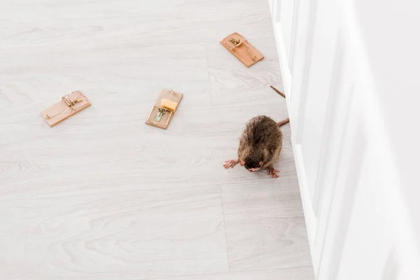 Ansicht von Ratte in der Nähe von Mausefallen mit Käsewürfel auf dem Boden — Stockfoto