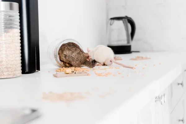 Enfoque selectivo de ratas pequeñas en frasco de vidrio con cereales en la mesa - foto de stock