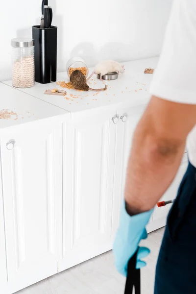 Foco seletivo de exterminador em pé perto de ratos na cozinha — Fotografia de Stock