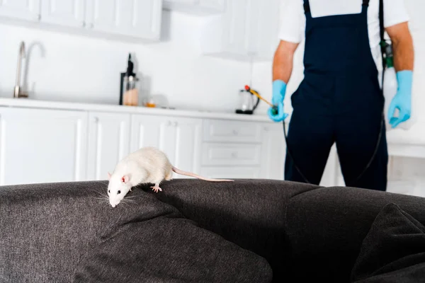 Selective focus of white rat on grey sofa near exterminator standing with equipment — Stock Photo