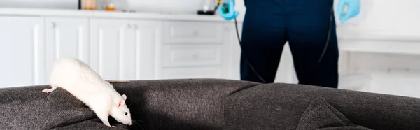 Panoramic shot of rat running on grey sofa near exterminator standing with equipment — Stock Photo