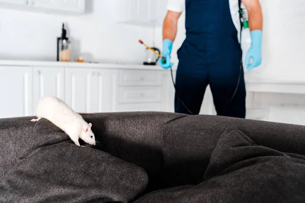 Foco seletivo de rato branco correndo em sofá cinza perto exterminador de pé com equipamento — Fotografia de Stock