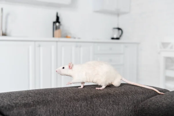 Selective focus of white mouse running on grey sofa — Stock Photo