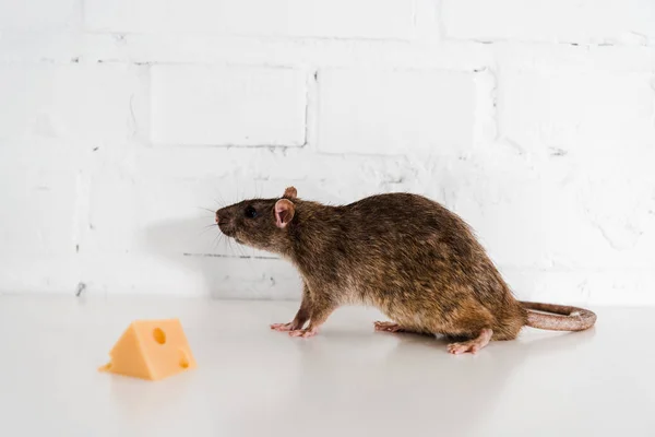 Selective focus of tasty cheese cube near small rat on table near brick wall — Stock Photo