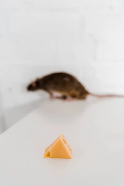 Foco seletivo de cubo de queijo saboroso perto de rato na mesa — Fotografia de Stock