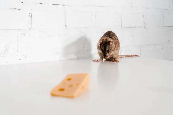 Selective focus of small rat near tasty cheese on table — Stock Photo