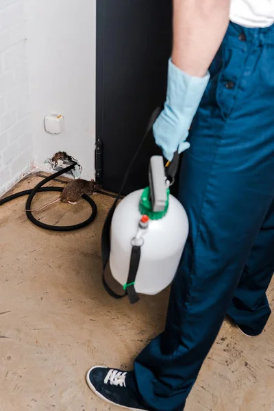 Обрезанный вид дезинсекторатора, стоящего рядом с крысой и дырой в кирпичной стене и держащего токсичный спрей — стоковое фото