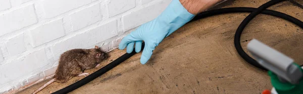 Panoramic shot of exterminator in latex glove catching rat near brick wall — Stock Photo