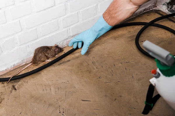 Vue recadrée de l'exterminateur dans le gant de latex attrapant le rat près du mur de brique — Photo de stock