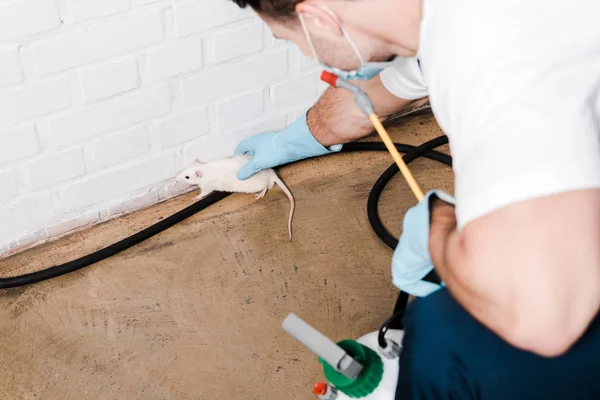 Selective focus of exterminator in uniform catching small rat near brick wall — Stock Photo