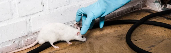 Plano panorámico de exterminador en guante de látex atrapando pequeña rata cerca de la pared de ladrillo - foto de stock