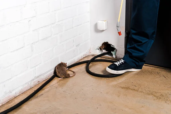 Cropped view of exterminator standing near rat and hole in brick wall — Stock Photo