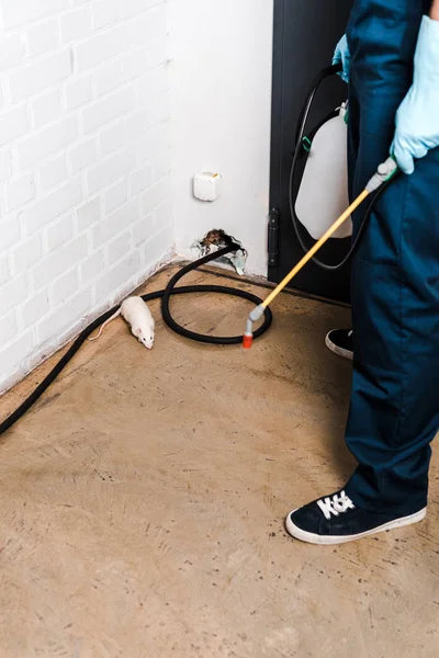 Cropped view of exterminator standing near brick wall and rat — Stock Photo