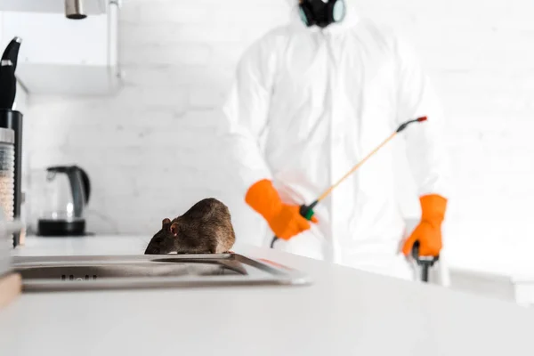 Selective focus of rat near sink and exterminator with toxic spray in hand — Stock Photo