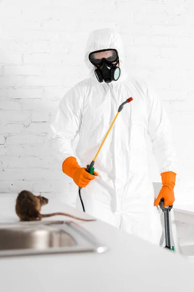 Foyer sélectif de l'exterminateur avec pulvérisation toxique à la main regardant le rat près de l'évier — Photo de stock