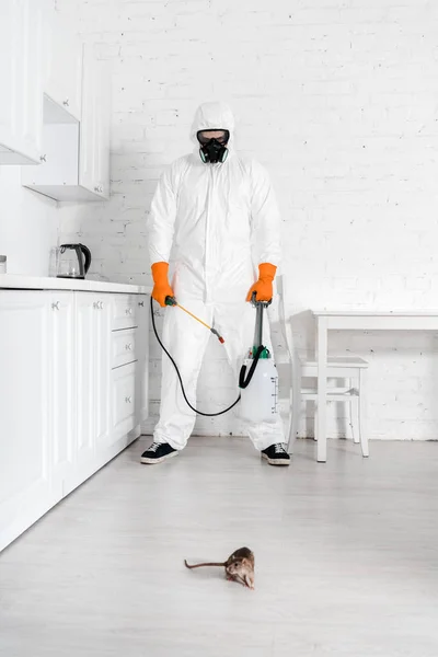 Exterminator with toxic spray in hand looking at rat on floor — Stock Photo