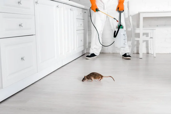 Vista recortada del exterminador con spray tóxico en la mano de pie cerca de la rata en el suelo - foto de stock