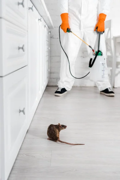 Vue recadrée de l'exterminateur avec vaporisateur toxique dans les mains debout près du rat sur le sol — Photo de stock