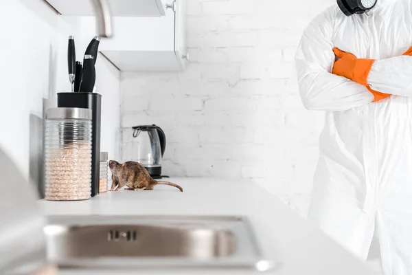 Vista cortada do exterminador de pé com os braços cruzados perto do rato na mesa — Fotografia de Stock