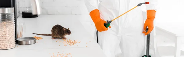 Coup panoramique de l'exterminateur tenant pulvérisation toxique et debout près du rat sur la table — Photo de stock