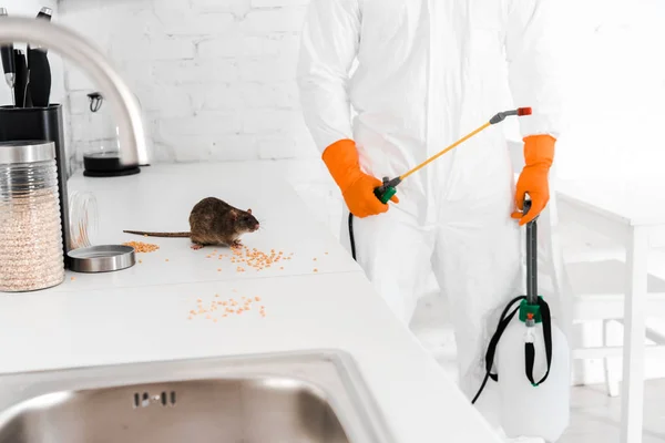 Abgeschnittene Ansicht des Kammerjägers, der Giftspray in der Hand hält und neben der Ratte auf dem Tisch steht — Stockfoto