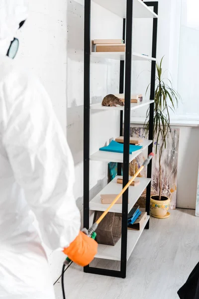 Foyer sélectif de rat sur rack avec livres près de l'exterminateur — Photo de stock